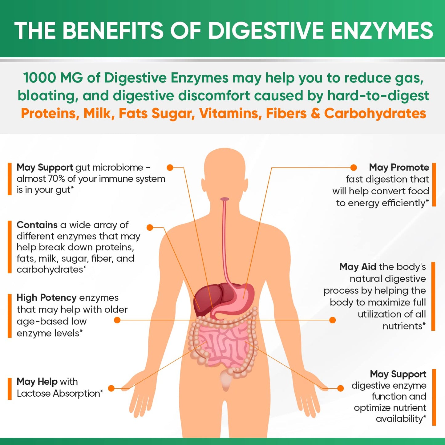 Wholesome Wellness Digestive Enzymes – Probiotics, Prebiotics & Lactose Support