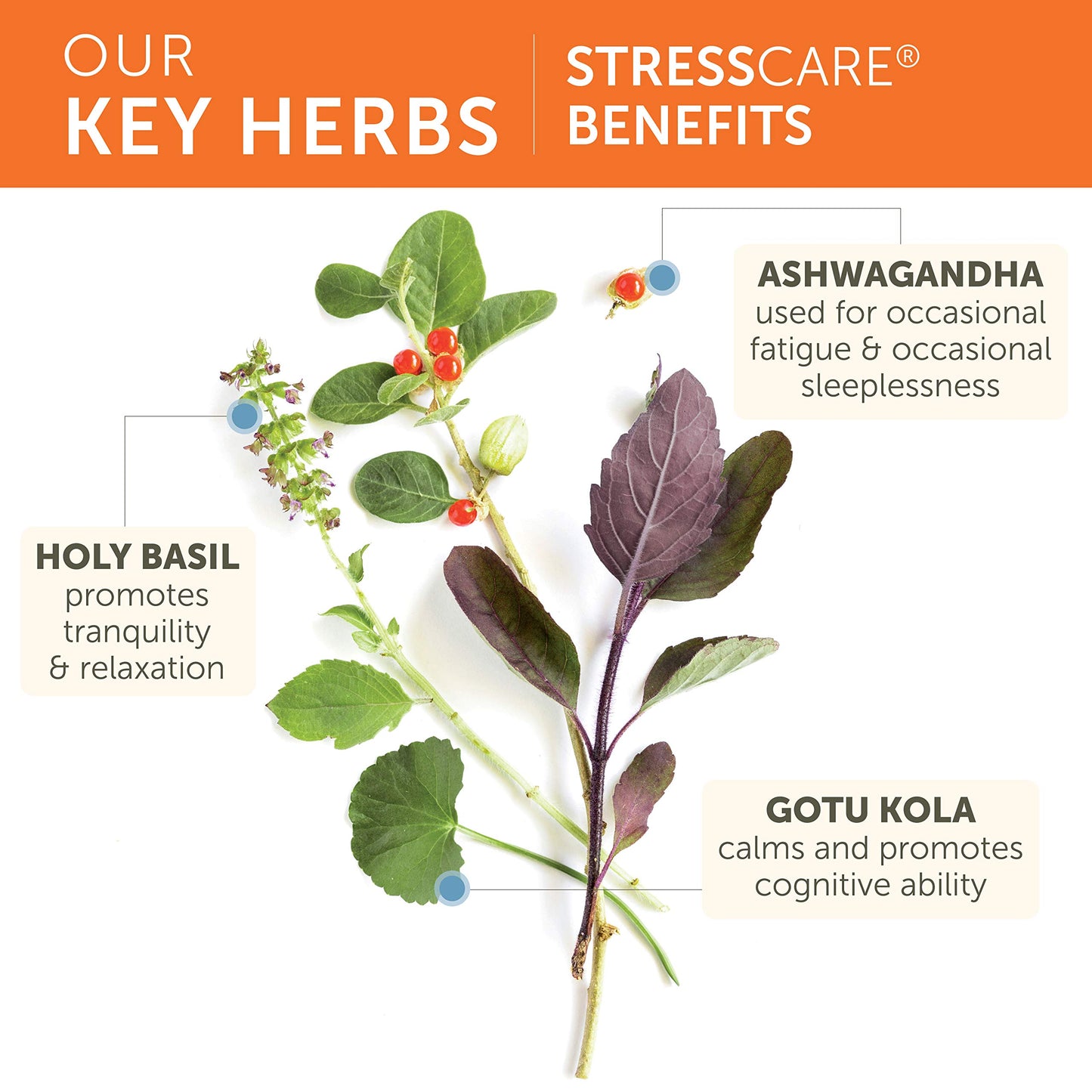 Himalaya StressCare Herbal Supplement, Supports Stress Relief, Energy Support, Relaxation, Occasional Sleeplessness, Ashwagandha, Holy Basil/Tulsi, Gotu Kola, Non-GMO, Vegetarian, 240 Capsules